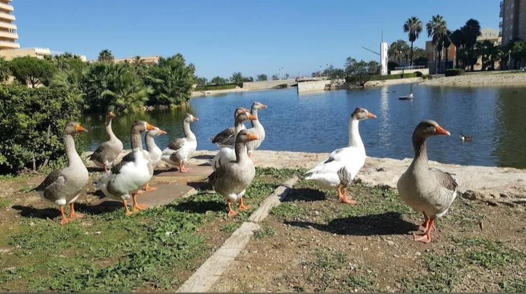 Apartmán Arena Y Mar Tavernes de Valldigna Exteriér fotografie